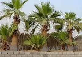 مطلوب نخل واشنطن