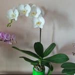 Phalaenopsis Orchid Plants – Wholesale Greenhouse-Grown, Multiple Colors Available